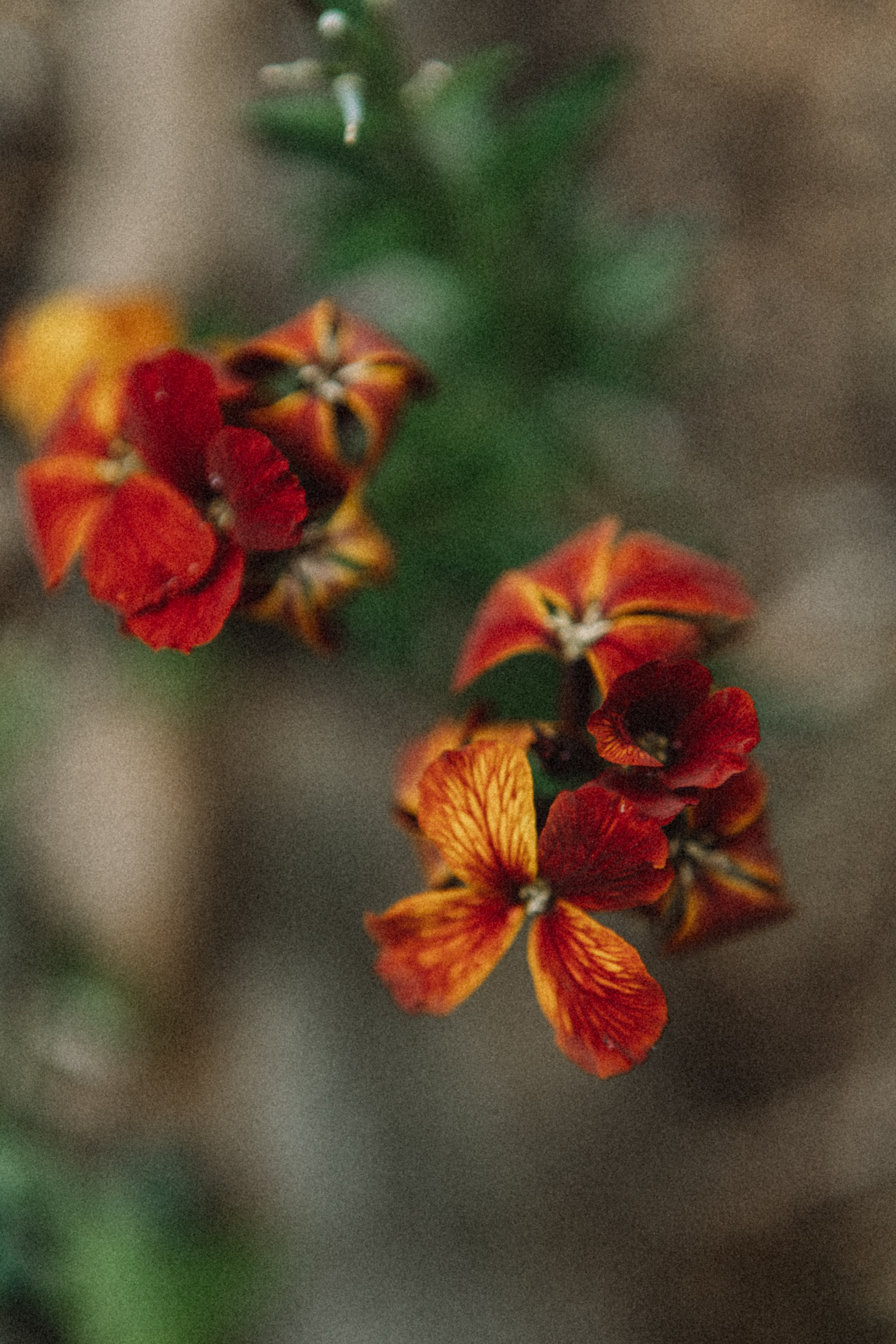 Botanical detail