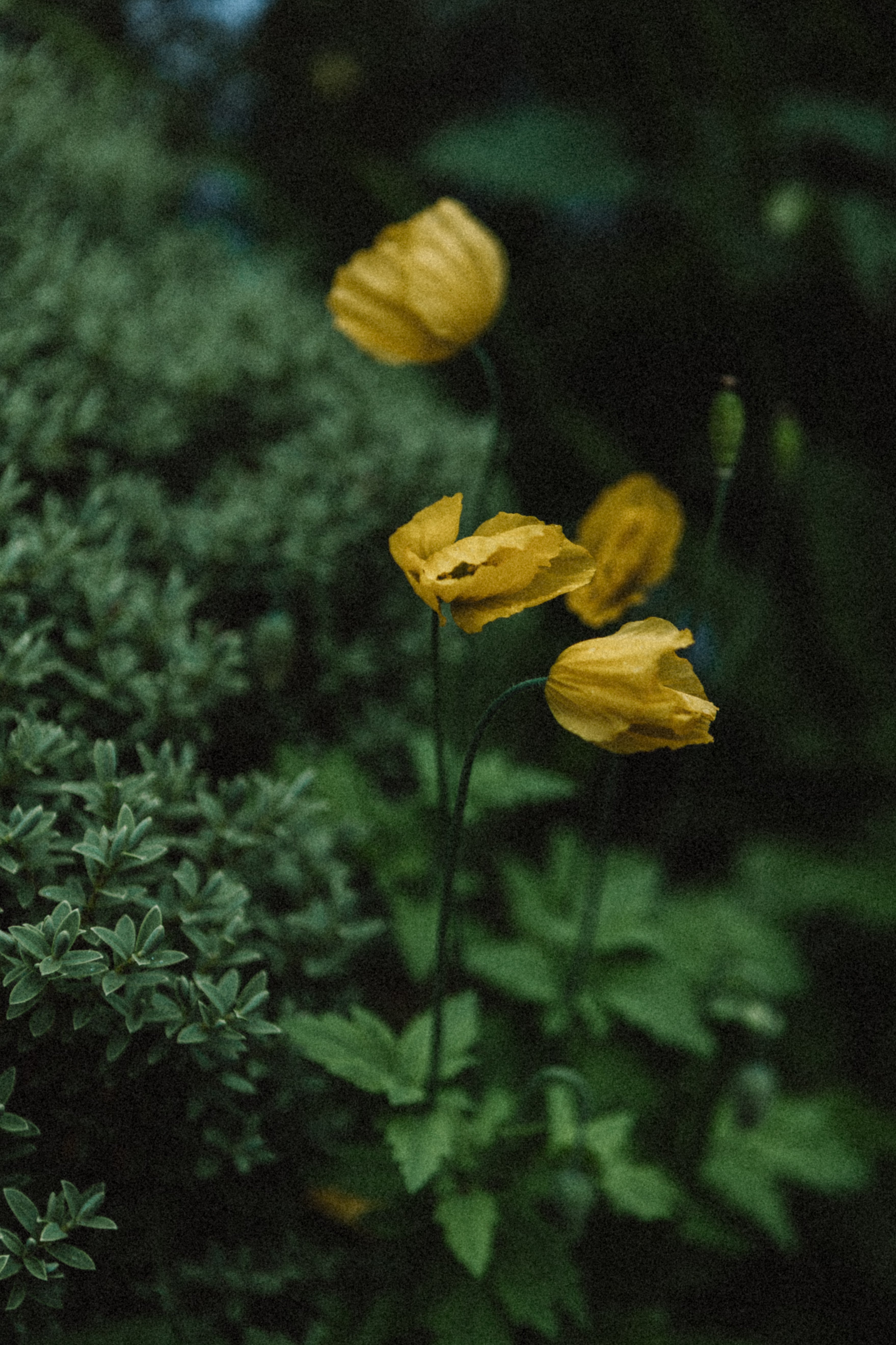Botanical atmosphere