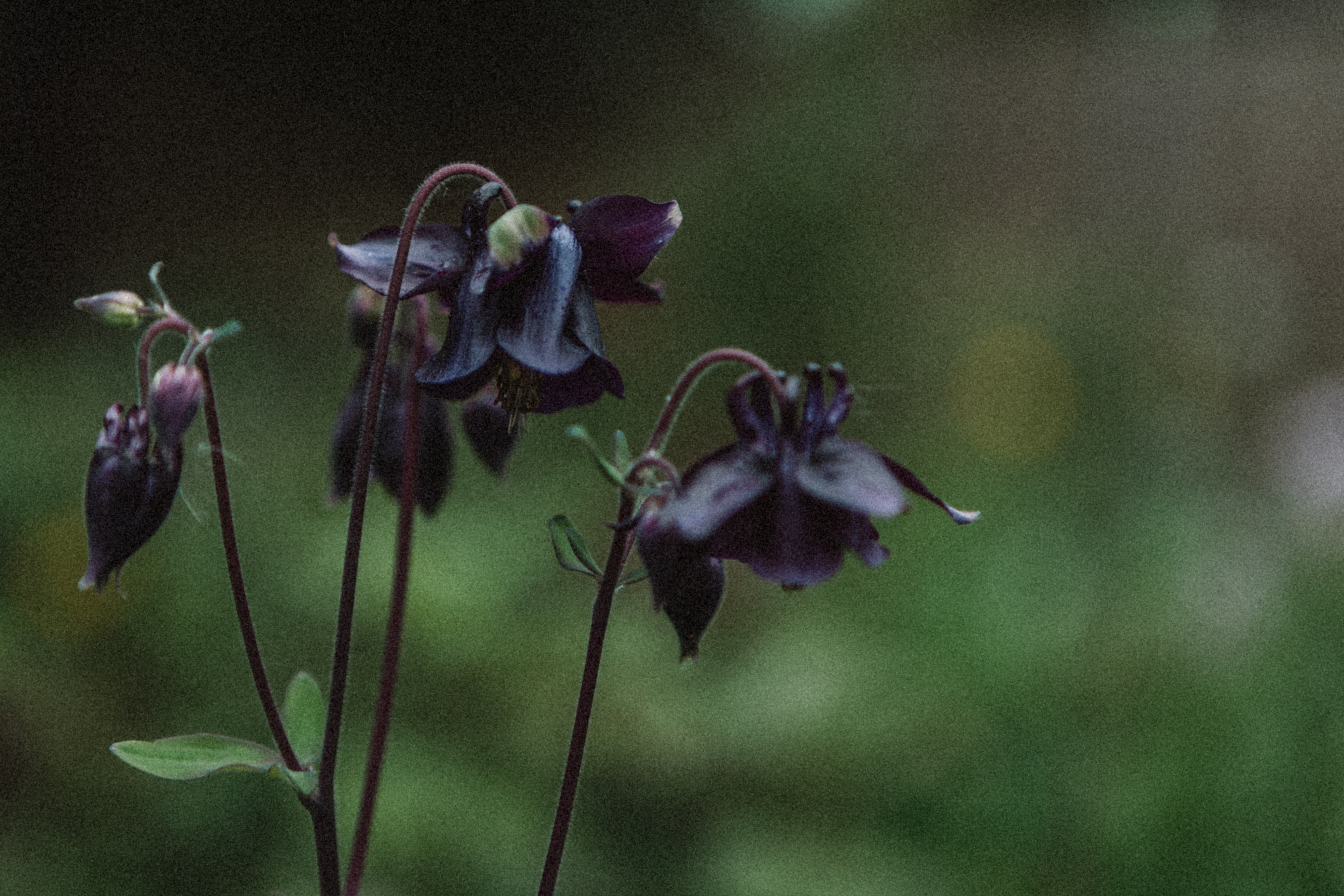 Botanical Garden Studies
