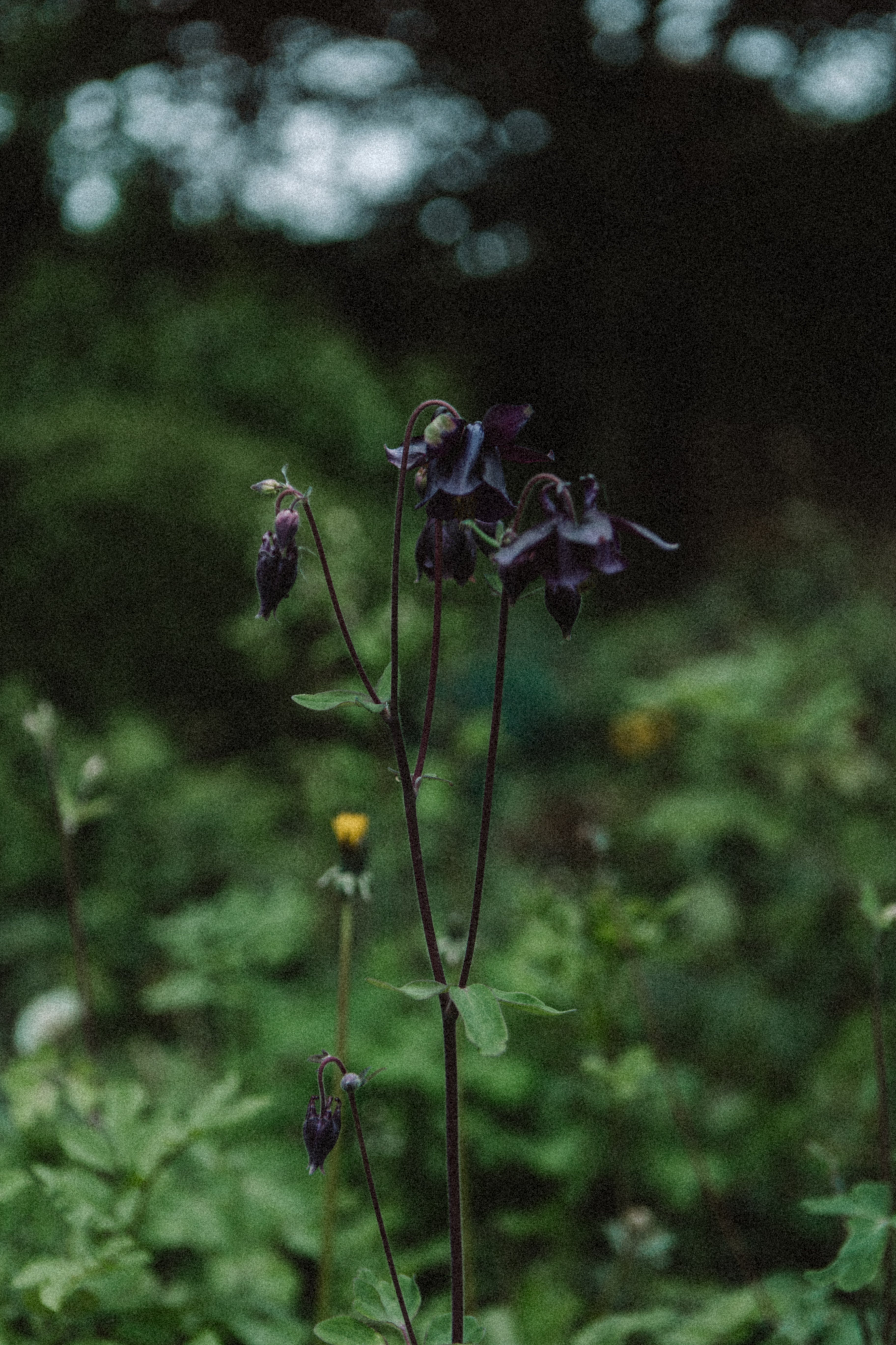 Botanical wide