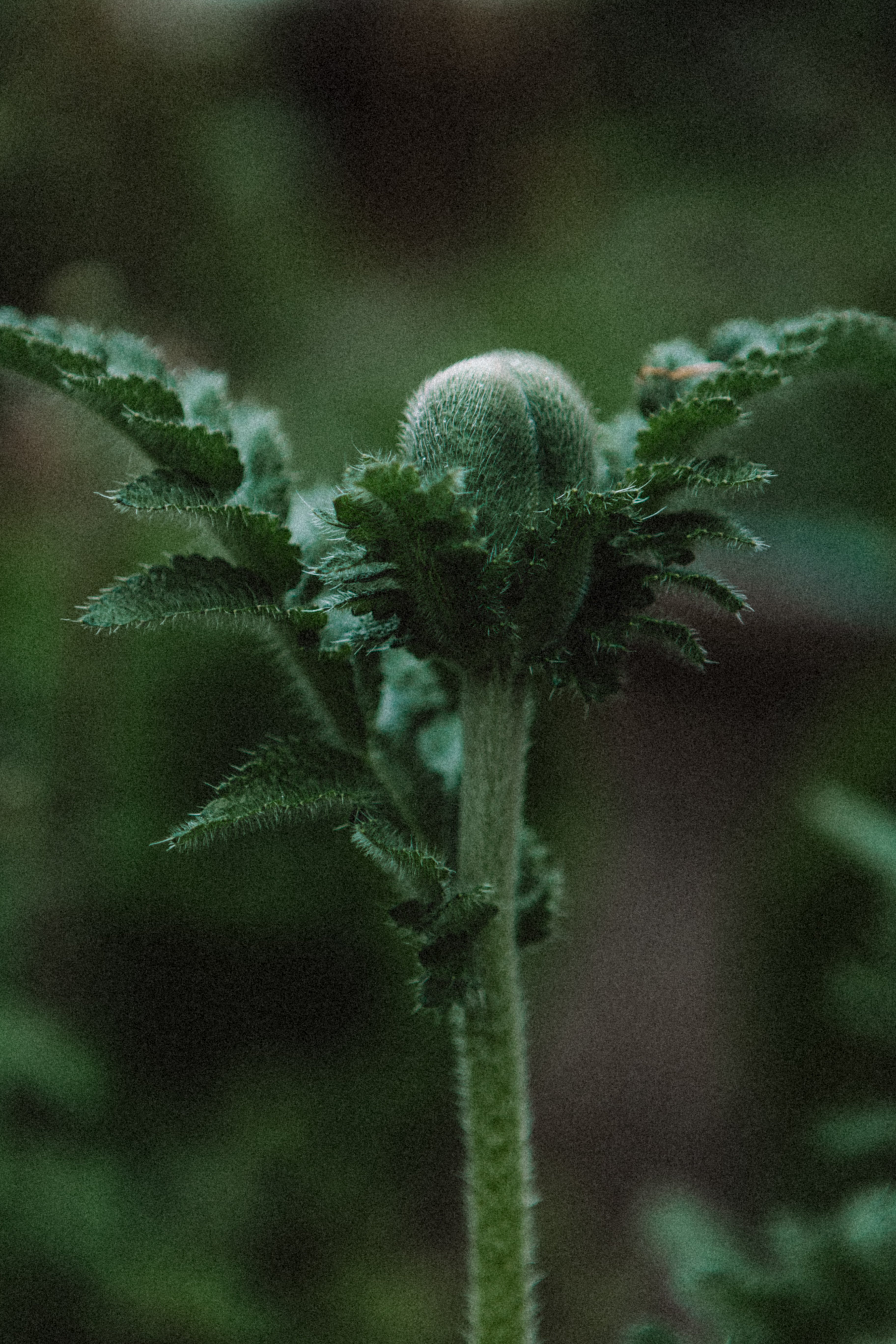Botanical styling