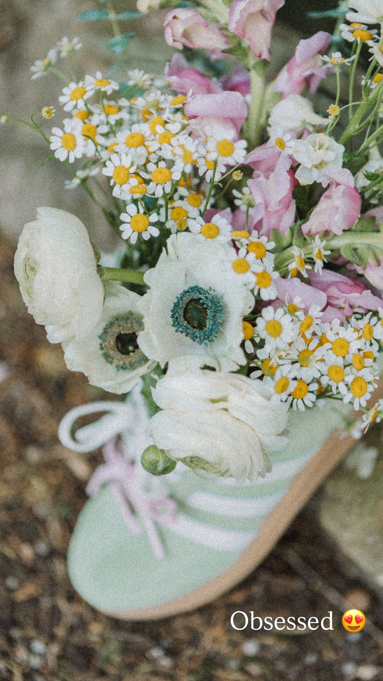 Sambas bloom